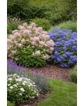 Ceanothus Perle Rose використання в саду